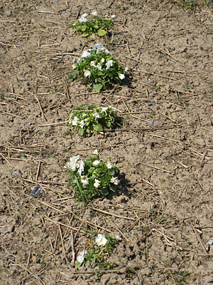 pansy mulched